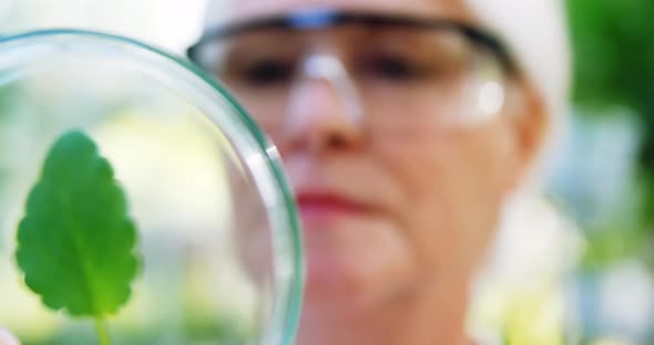 Female scientist researching leaf