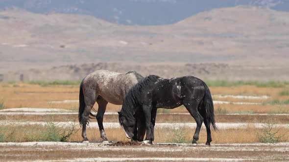 Wild horse covered in scars in the Utah West desert