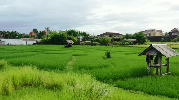 farmland in the middle of a vibrant green rice field pasture in Bali, aerial