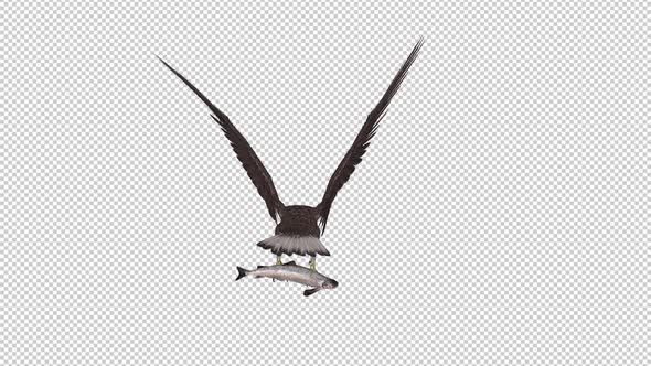 Eurasian White Tail Eagle With Fish - Flying Loop - Back View