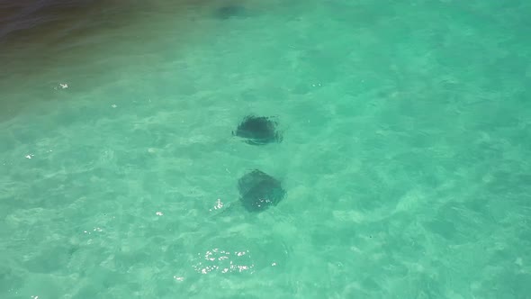 Mantas Under Shallow Blue Ocean In Carnarvon, Western Australia - aerial