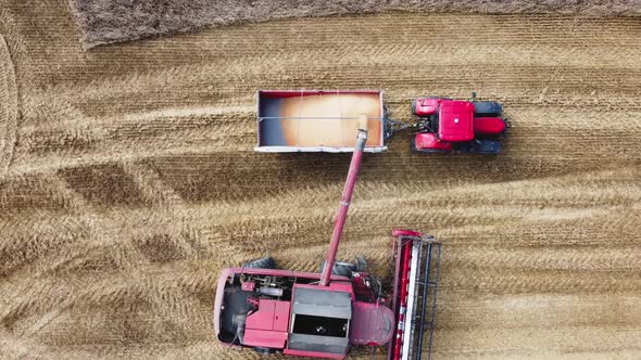 Filling fenichny grain into the tractor trailer after harvesting in the field