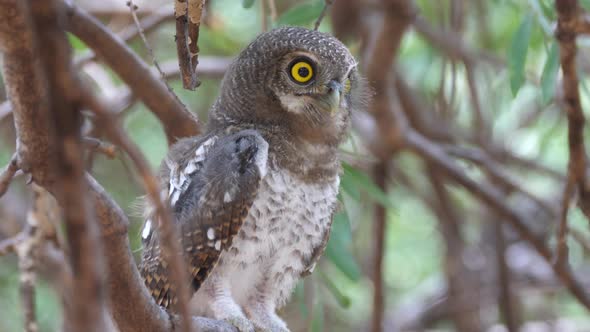Pearl-spotted owlet looking down and starts hooting