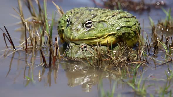 Mating African Giant Bullfrogs