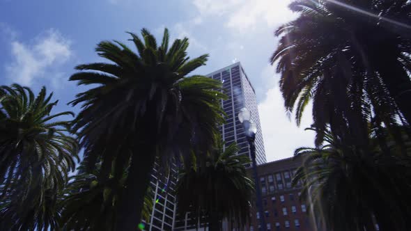 Pan of palm trees and buildings from the streets of San Francisco