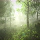 Forest in the Morning looped 4K - VideoHive Item for Sale