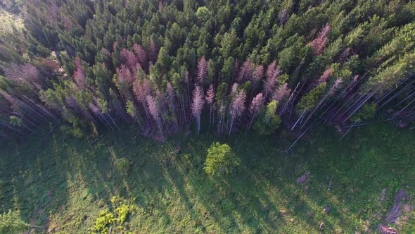 Deforestation, Aerial drone view of forest destroyed in Ukraine