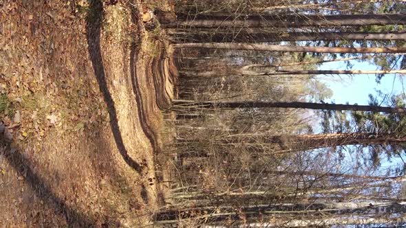 Vertical Video of Trees in the Forest in Autumn