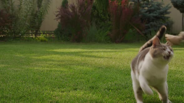 White Tabby Domestic Short Hair Cat Running and Jumping While Plating with a Mouse Toy in the Garden