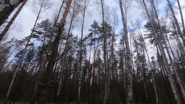 Forest with Birches in the Afternoon