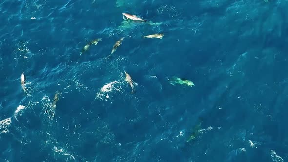 A Pod Of Dolphins In The Sea