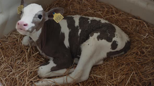 Small Calf Lying Straw in Vet Facility Close Up