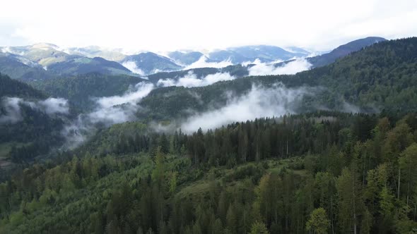 Ukraine, Carpathian Mountains: Beautiful Mountain Forest Landscape. Aerial