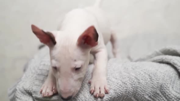 Cute Mini Bull Terrier Puppy on a Gray Blanket