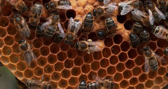 951450 European Honey bee, Apis mellifera, Bees working on a Wild Ray, Natural Brood, Normandy, Reel