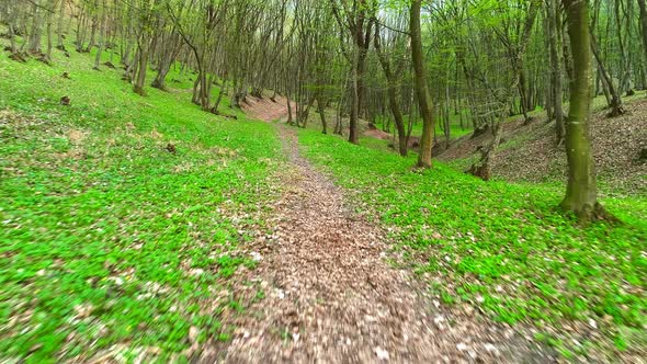 Along the Footpath in the Forest