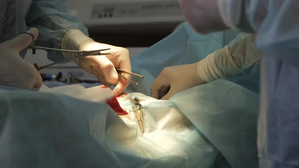 Stitching Up a Wound After Surgery of a Dog