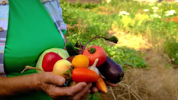 Grandmother Holds Vegetables in Her Hands with Harvest