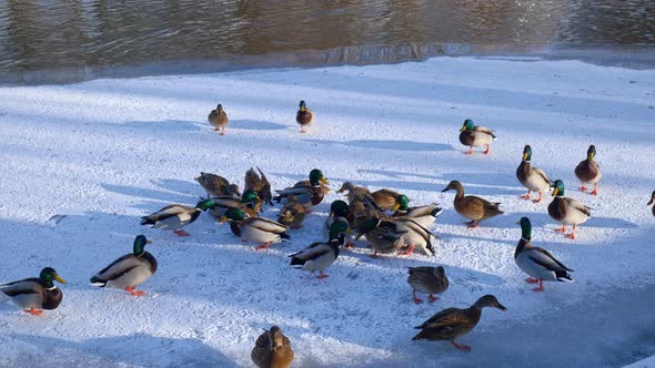 ducks in a winter park. close-up of a flock of ducks