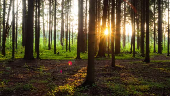 Forest in sunset sun rays.