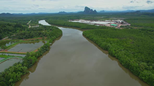 Aerial view green mangrove forest nature tropical rainforest