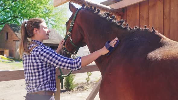 Caretaker Brushing Off Dust From Her Dark Bay Horse in The Stable Using A Brush