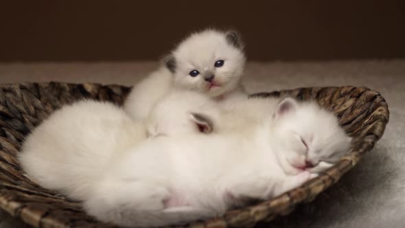 Tired Baby Cats in Basket