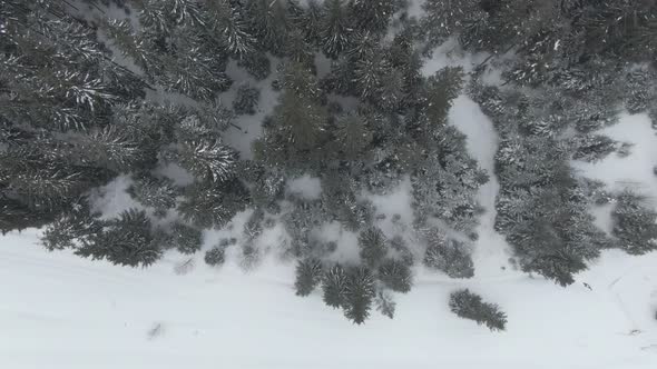 Winter Forest View