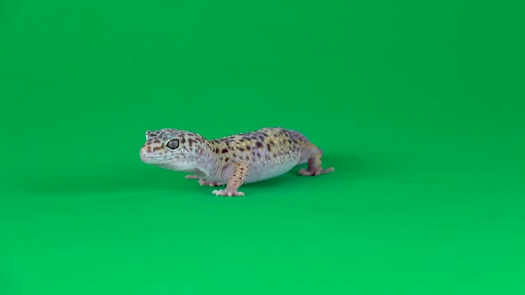 Yellow and Brown Spotted Leopard Gecko Eublefar Isolated at Green Screen. Close Up.