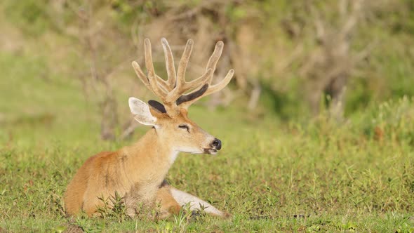 Calm marsh deer, blastocerus dichotomus idling in its natural habitat, sunbathing and napping on a g