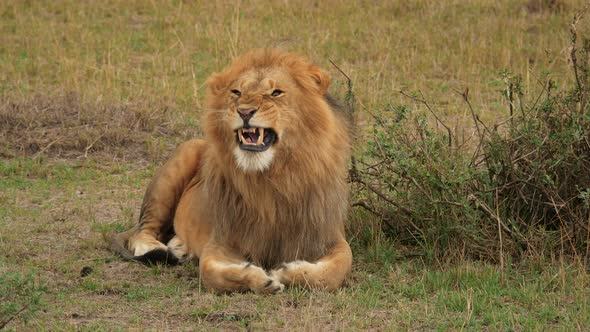 Maasai lion yawning