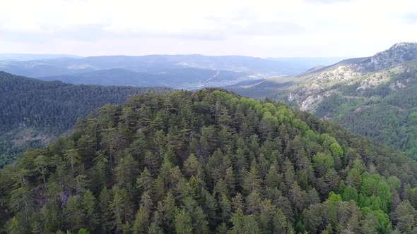 Aerial view of pine forests and mountains.