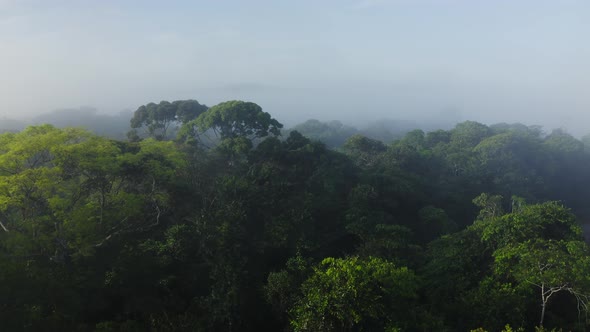 Aerial Drone View of Rainforest Canopy Above Treetops in Trees, Costa Rica Misty Tropical Jungle Sce