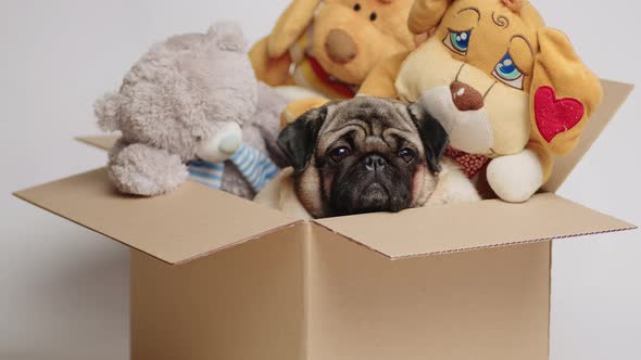 Cute Pug in a Cardboard Box with Stuffed Toys