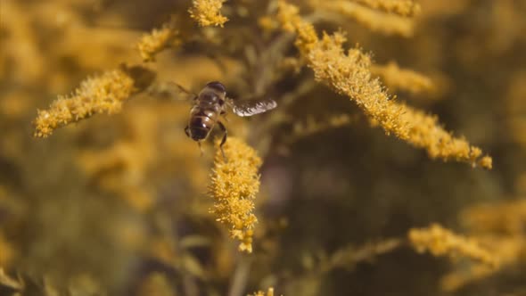 Honey Bee Taking Off