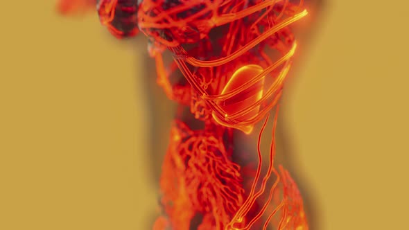 Human Circulatory System Medical Scan alt