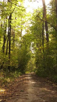 Vertical Video of a Forest in an Autumn Day