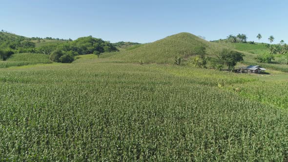 Corn Plantations Philippines