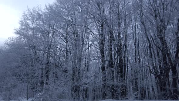 Tall Trees in the Forest on a Snowy, Winter Day