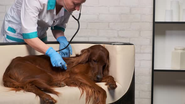 doctor checks health of pet