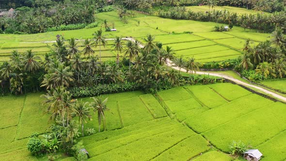 dirt path in Ubud countryside splitting rice field and jungle of coconut trees, aerial