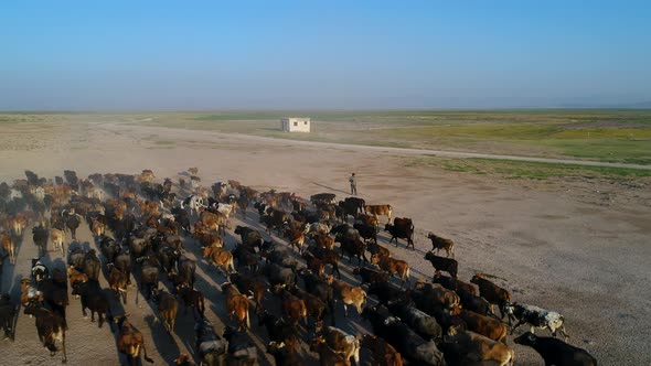 Photographer With Herd Of Cows On Pasture