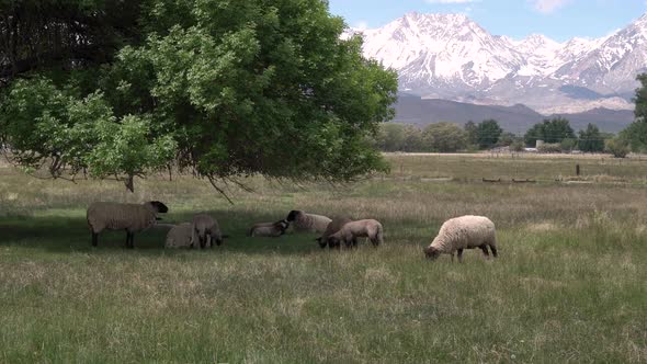 Sheep grazing under a tree shade with the California Sierra Nevada Mountains behind, Dolly left shot