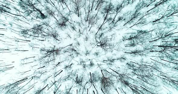 Aerial Video of Winter Forest