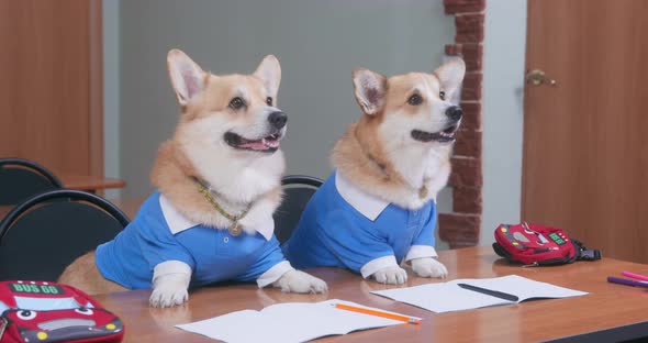 Couple of Corgis in Suits Sits at Desk Listening to Teacher