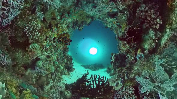 Coral Reef with Fish Underwater. Bohol, Philippines.