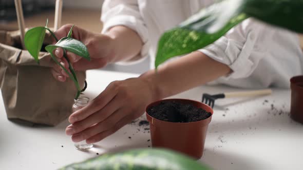 Process Of Planting Flowerpot Sprout At Home. Different Homemade Flowerpots Plastic Flower Pots