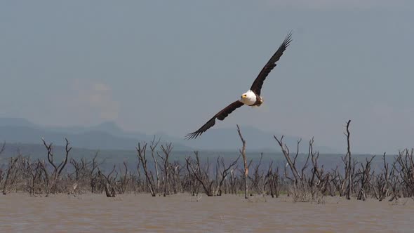 African Fish-Eagle, haliaeetus vocifer, Adult in flight, Fish in Claws, Fishing at Baringo Lake