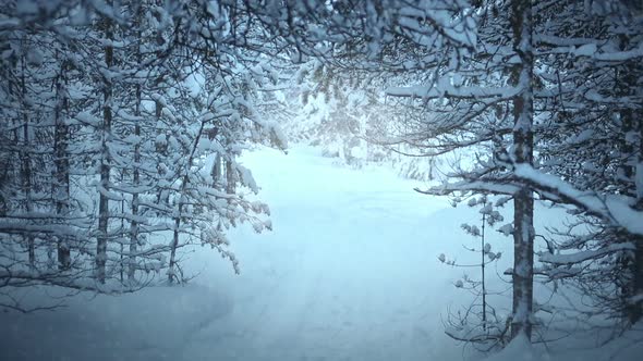 Snowfall in the Spruce Forest