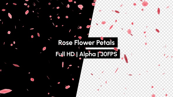 Rose Flower Petals Sakura Falling with Alpha